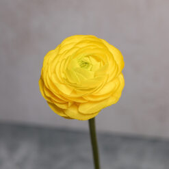 Yellow Ranunculus Amandine